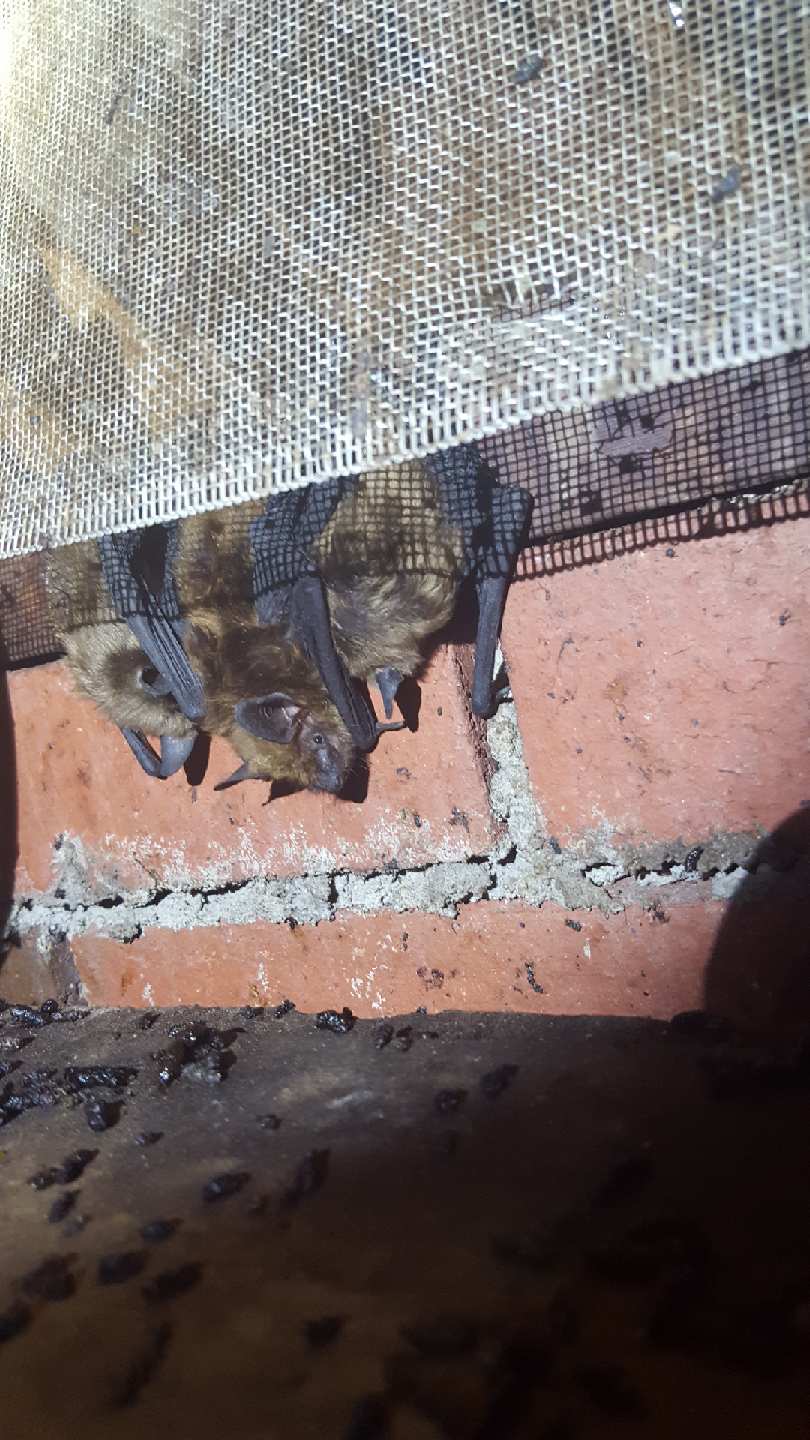 bats behind a screen.